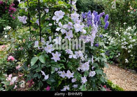 Clematis (Clematis Blue Angel) und Rittersporn (delphinium). Design: Marianne und Detlef lüdke Stockfoto