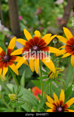 Black-Eyed Susan (Rudbeckia hirta) Stockfoto