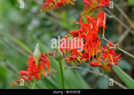 Montbretia (crocosmia x crocosmiiflora 'Lucifer') Stockfoto