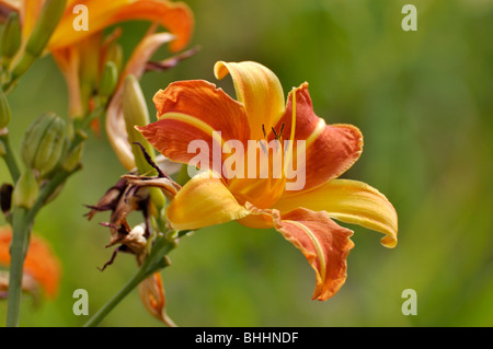 Tag Lily (hemerocallis Frans Hals) Stockfoto