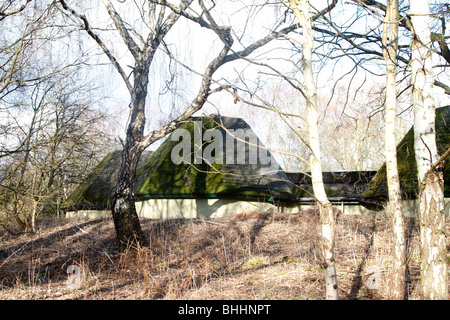 Das Moos (Bryophyta) auf dem Dach des alten Sherwood Forest Besucherzentrum zeigt deutlich, dass das Moos ist in der Tat nur Stockfoto