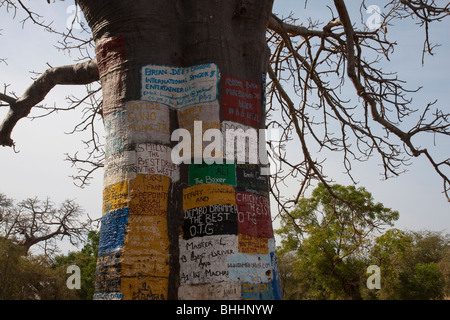 Alten Baobab-Baum in Gambia Westafrika Lamin lodge Stockfoto