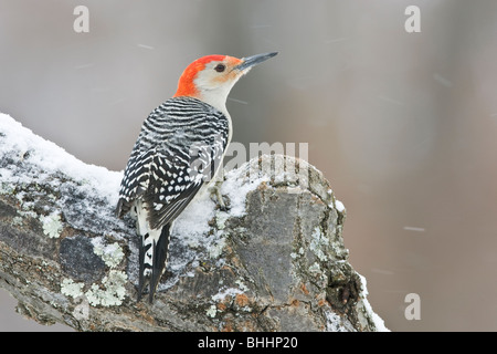 Rotbauch-Specht im Schnee Stockfoto