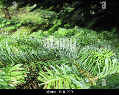 Baum Tannenzweig hautnah Stockfoto
