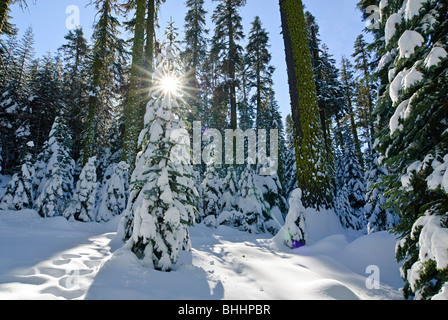 Winter-Wunderland der Badger Pass im Yosemite National Park Stockfoto