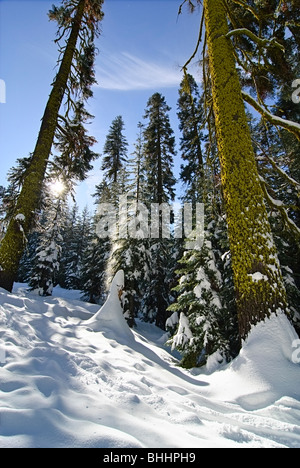 Winter-Wunderland der Badger Pass im Yosemite National Park Stockfoto