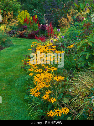 Vashon Island, WA: Rudbeckia ist einladend ist ein Spätsommer-Garten Stockfoto