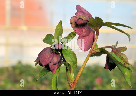 Helleborus Orientalis, allgemein bekannt als Helleborus oder Fastenzeit Rose. Helleborus umfasst mehr als 20 Arten. Viele Arten sind giftig. Stockfoto