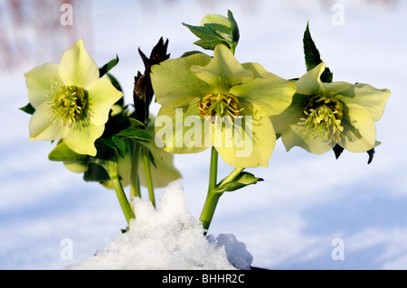 Helleborus Orientalis, allgemein bekannt als Helleborus oder Fastenzeit Rose. Helleborus umfasst mehr als 20 Arten. Viele Arten sind giftig. Stockfoto