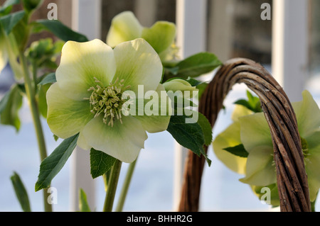 Helleborus Orientalis, allgemein bekannt als Helleborus oder Fastenzeit Rose. Helleborus umfasst mehr als 20 Arten. Viele Arten sind giftig. Stockfoto