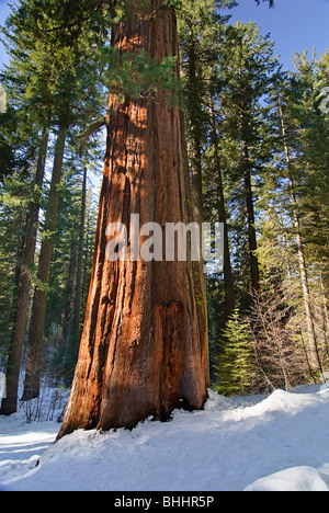 Gigantischen Sequoia Bäumen des Tuolumne Grove im Yosemite National Park. Stockfoto