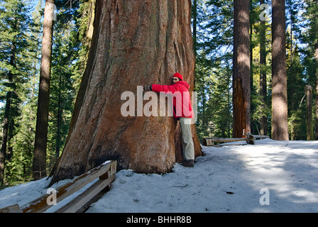 Tree Hugger. Gigantischen Sequoia Bäumen des Tuolumne Grove im Yosemite National Park. Stockfoto