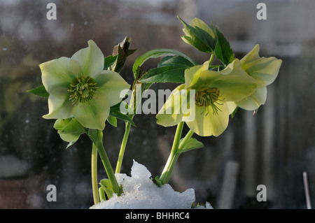 Helleborus Orientalis, allgemein bekannt als Helleborus oder Fastenzeit Rose. Helleborus umfasst mehr als 20 Arten. Viele Arten sind giftig. Stockfoto