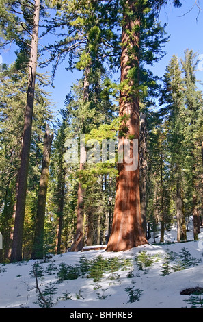 Gigantischen Sequoia Bäumen des Tuolumne Grove im Yosemite National Park. Stockfoto