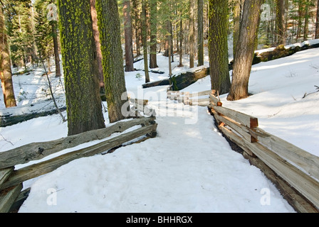 Schneebedeckte Trail in einem Wald von Tuolumne Grove. Stockfoto