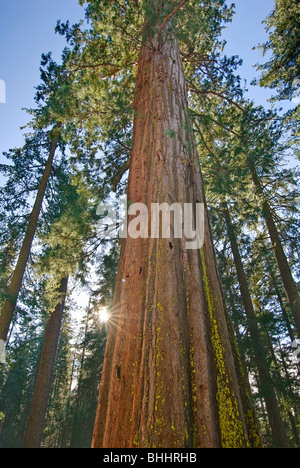 Gigantischen Sequoia Bäumen des Tuolumne Grove im Yosemite National Park. Stockfoto