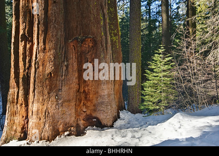 Gigantischen Sequoia Bäumen des Tuolumne Grove im Yosemite National Park. Stockfoto