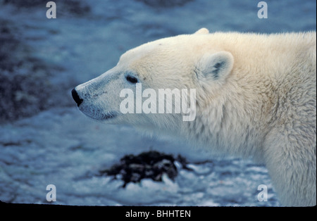 Eisbär (Ursus maritimus), nearchurchill, Manitoba, Kanada. berühmt als einer der besten Orte, um die eisbären zu sehen. Stockfoto