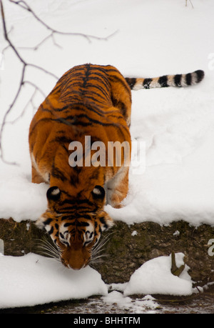 Durstig sibirischer tiger Stockfoto