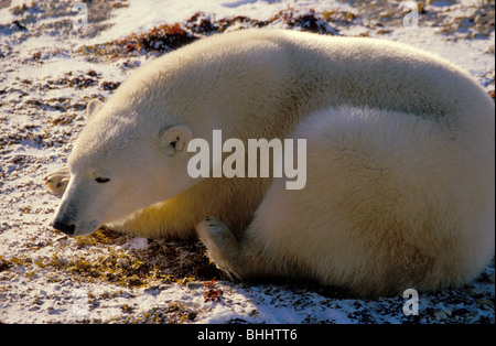 Eisbär (Ursus maritimus), nearchurchill, Manitoba, Kanada. berühmt als einer der besten Orte, um die eisbären zu sehen. Stockfoto