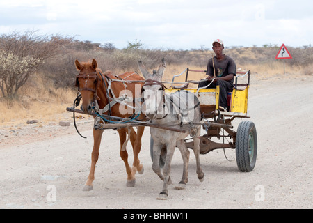 Mann auf einem Pferdewagen in Rehoboth, Namibia Stockfoto
