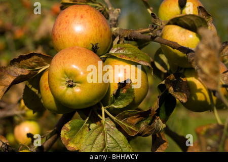 Äpfel (Malus Domestica) wächst auf einem Baum in einem Obstgarten Stockfoto