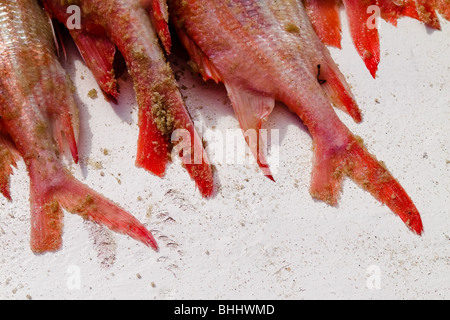 Roter Fisch, gekennzeichnet mit abgeschnittenen Flossen, liegend auf dem Deck des Bootes parkte auf dem Strand Iguape, Brasilien gefangen. Stockfoto