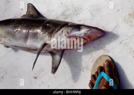 Ein toter Hai liegt auf dem Deck des Bootes parkten auf dem Strand Iguape, Brasilien. Stockfoto