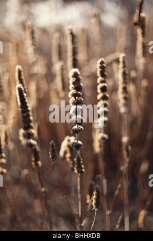 Samenkorn-Köpfe von Veronicastrum Virginicum bei tief stehender Sonne Stockfoto