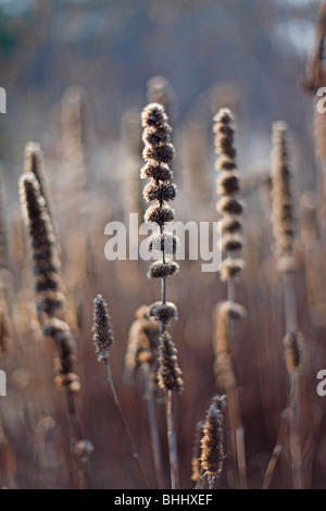 Samenkorn-Köpfe von Veronicastrum Virginicum bei tief stehender Sonne Stockfoto