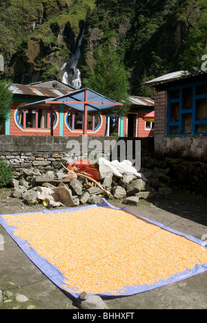 Zuckermais, trocknen in der Sonne, Taal Dorf, Nepal Stockfoto