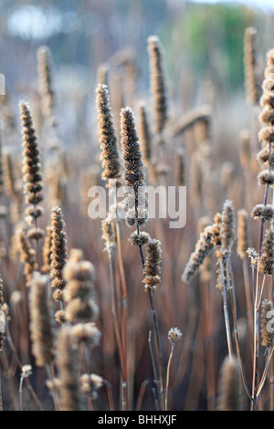 Samenkorn-Köpfe von Veronicastrum Virginicum bei tief stehender Sonne Stockfoto