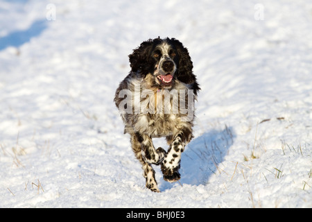 Englisch Springer Spaniel laufen im Schnee Stockfoto