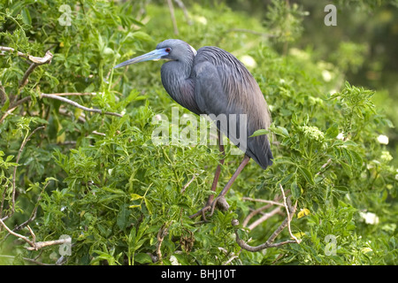 Dreifarbigen Reiher in der Zucht Gefieder Stockfoto