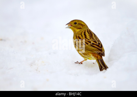Goldammer; Emberiza Citrinella; Schnee; York Stockfoto
