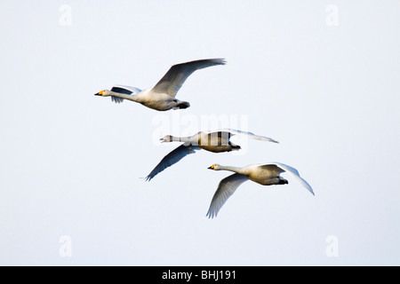 Singschwäne; Cygnus Cygnus; im Flug Stockfoto