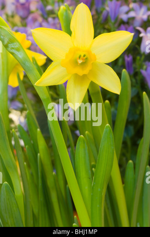 Tete ein Tete Narcissus, Miniatur Narzisse Blume Stockfoto