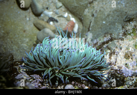 Snakelocks Anemone (Anemonia Viridis (= Sulcata)) in einem Rockpool Portugal Stockfoto