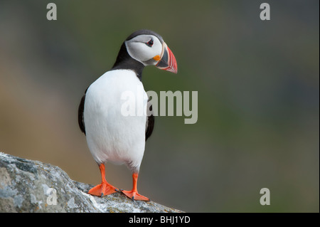 Papageitaucher auf Felsen suchen seitwärts, Runde Insel, Norwegen Stockfoto