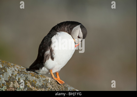 Papageitaucher putzen auf Felsen, Runde Insel, Norwegen Stockfoto