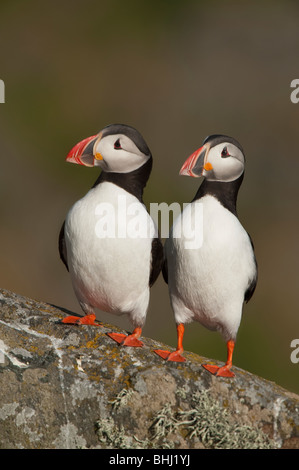 Zwei Papageitaucher Barsch nebeneinander, Runde Insel, Norwegen Stockfoto