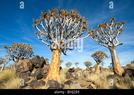 Köcherbaumwald (Aloe Dichotoma) in der Nähe von Keetmanshoop in Namibia Stockfoto
