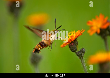 Kolibri-Motte (Hemaris Thysbe) Nectaring auf Orange Habichtskraut blüht auf Rasen Stockfoto