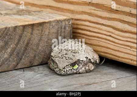 Ost grauer Laubfrosch (Hyla versicolor) braun Phase, Greater Sudbury, Ontario, Kanada Stockfoto