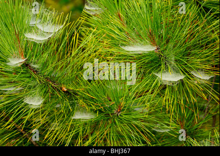 Schüssel und Deckchen Spinnweben mit Tau in Red Pine Tree, Greater Sudbury, Ontario, Kanada Stockfoto