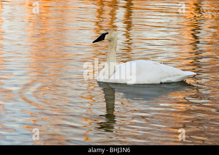 Trompeter Schwan (Cygnus buccinator) nach Überwinterung im offenen Wasser von Junction Creek im Winter Ontario Stockfoto