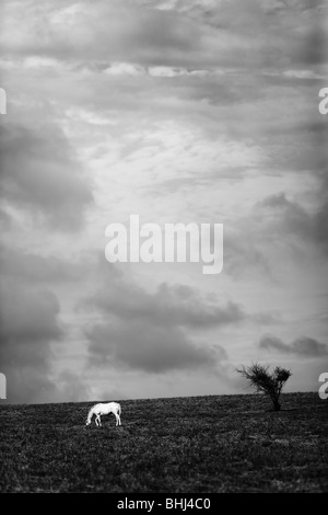 Weißes Pferd im Feld unter Gewitterhimmel Stockfoto