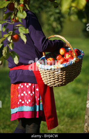 Eine Dame, die Äpfel pflücken Stockfoto