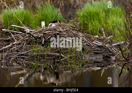 Kanadagans (Branta Canadensis) Incubating Eiern im Nest auf alte Beaver lodge Ontario Stockfoto