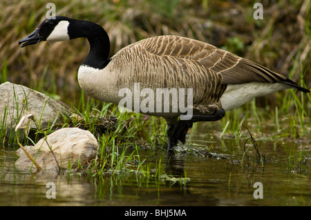 Kanadagans (Branta Canadensis) auf Nahrungssuche am Rand des Biber Teich Ontario Stockfoto